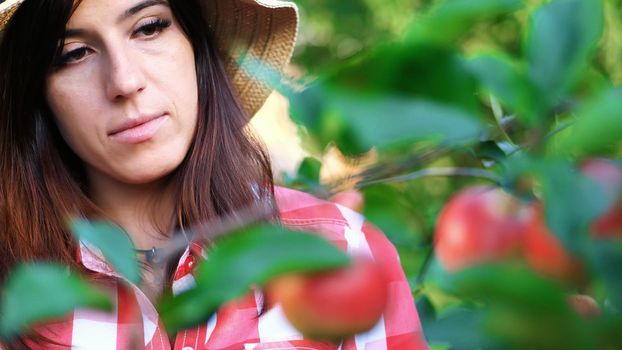 close-up, woman farmer or agronomist examines the harvest of apples, makes notes in the tablet. on farm, in garden. on sunny summer day. Agriculture and gardening concept. Healthy nutrition. High quality photo