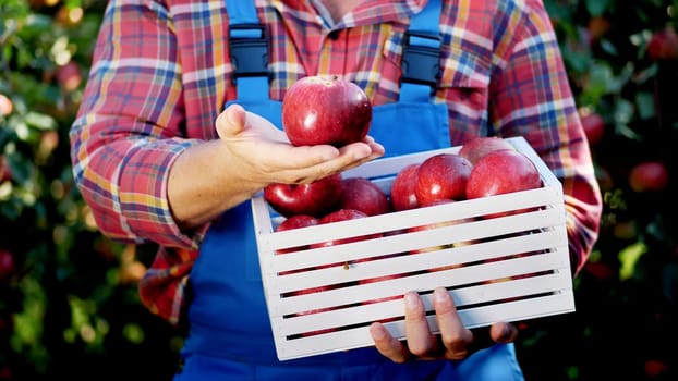 male hands holding a wooden box with freshly harvested ripe organic apples in sunshine light, on farm in orchard, on a sunny autumn day . Agriculture and gardening concept. Healthy nutrition. High quality photo