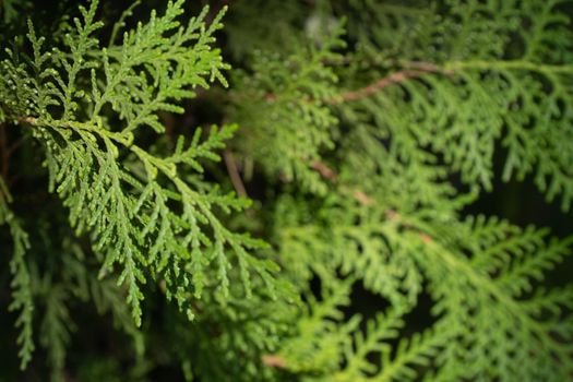 Plant background, leaves of coniferous thuja tree, scaly leaves in the form of a herringbone. High quality photo