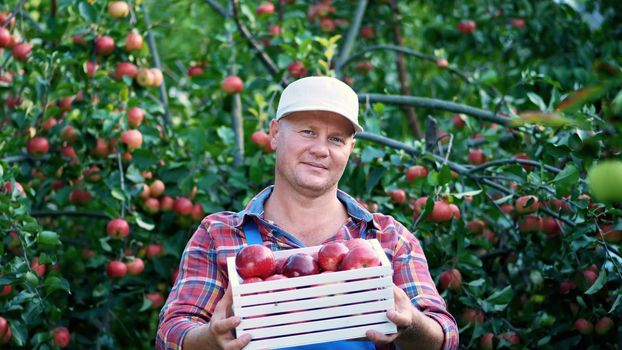 portrait of handsome male farmer holding a wooden box with red ripe organic apples, smiling. picking apples on the farm in orchard, on a hot, sunny autumn day. High quality photo