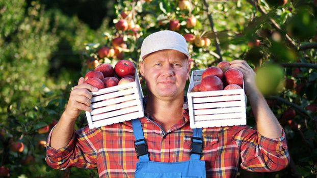 portrait of handsome male farmer holding wooden boxes with red ripe organic apples, smiling. picking apples on the farm in orchard, on a hot, sunny autumn day. High quality photo