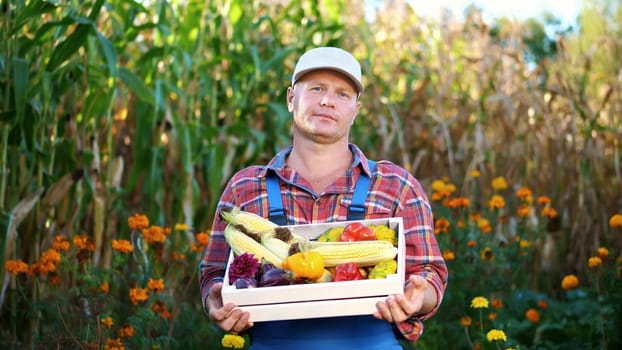 smiling male farmer in plaid shirt and hat holds a box with different fresh vegetables, harvest. background of cornfield, on a farm, vegetable garden, sunny summer day. High quality photo