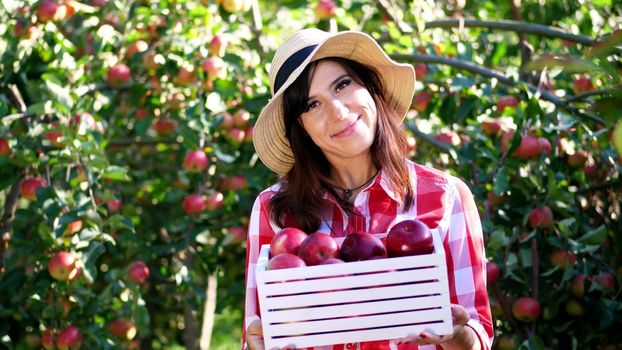 portrait of beautiful woman farmer holding a wooden box with red ripe organic apples, smiling. picking apples on the farm in orchard, on a hot, sunny autumn day. High quality photo
