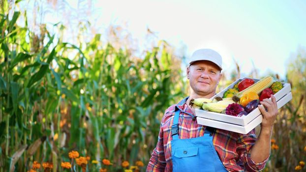 smiling male farmer in plaid shirt and hat holds a box with different fresh vegetables, harvest. background of cornfield, on a farm, vegetable garden, sunny summer day. High quality photo