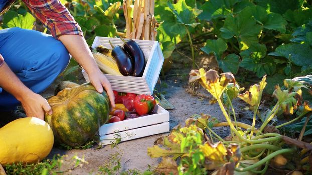 male farmer in plaid shirt and hat, holding a big pumpkin, gathering, harvesting different vegetables in garden, field, on sunny summer day. growing corn background. High quality photo