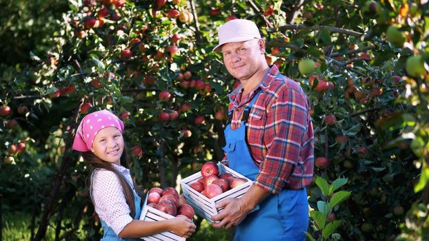 picking apples on farm, in garden. on hot, sunny autumn day. portrait of family of farmers, dad and daughter holding in their hands wooden boxes with red ripe organic apples, smiling,. High quality photo