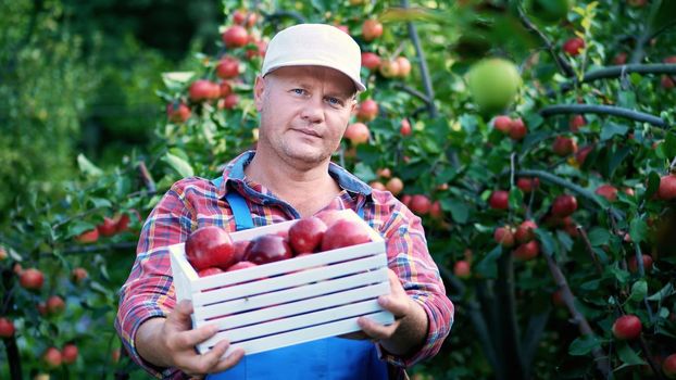 portrait of handsome male farmer holding a wooden box with red ripe organic apples, smiling. picking apples on the farm in orchard, on a hot, sunny autumn day. High quality photo