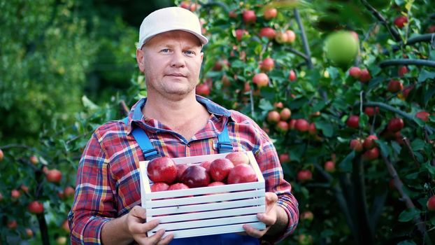 portrait of handsome male farmer holding a wooden box with red ripe organic apples, smiling. picking apples on the farm in orchard, on a hot, sunny autumn day. High quality photo