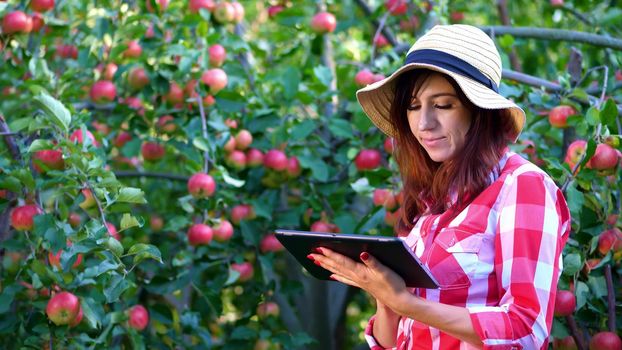 woman farmer or agronomist examines the harvest of apples, makes notes in the tablet. on farm, in garden. on sunny summer day. Agriculture and gardening concept. Healthy nutrition. High quality photo