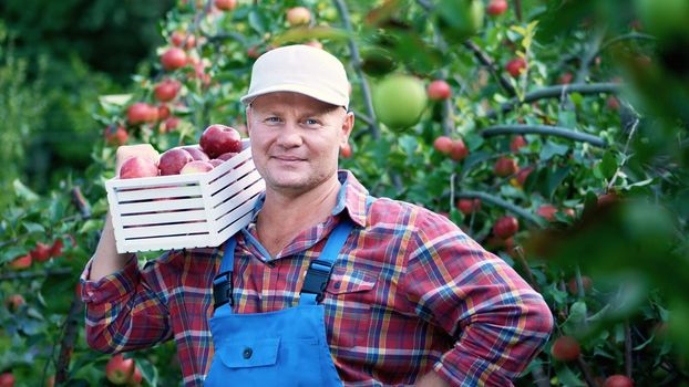 portrait of handsome male farmer holding a wooden box with red ripe organic apples, smiling. picking apples on the farm in orchard, on a hot, sunny autumn day. High quality photo