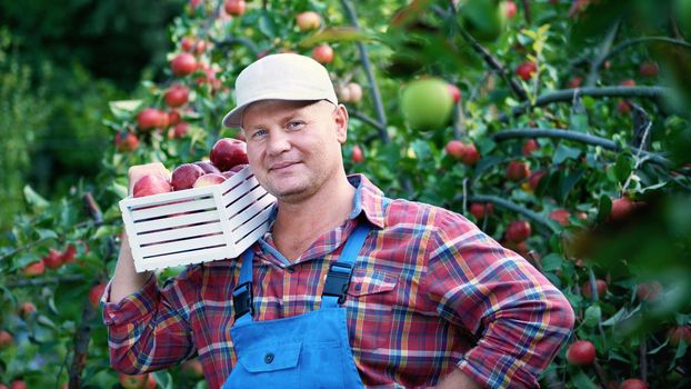 portrait of handsome male farmer holding a wooden box with red ripe organic apples, smiling. picking apples on the farm in orchard, on a hot, sunny autumn day. High quality photo