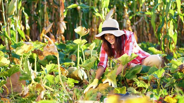 funny, smiling female farmer in plaid shirt, gloves and hat inspecting her vegetable garden, field, trying to pick up a big pumpkin, on sunny summer day. growing corn background. High quality photo