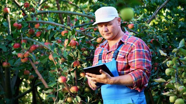 The male farmer or agronomist examines the harvest of apples, makes notes in the tablet. on farm, in garden. on sunny summer day. Agriculture and gardening concept. Healthy nutrition. High quality photo