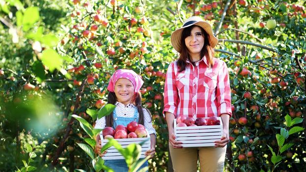 picking apples on farm, in garden. on hot, sunny autumn day. portrait of family of farmers, mother and daughter holding in their hands wooden boxes with red ripe organic apples, smiling,. High quality photo