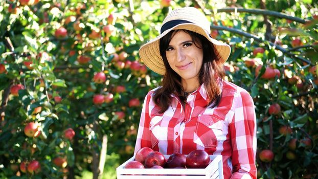 portrait of beautiful woman farmer holding a wooden box with red ripe organic apples, smiling. picking apples on the farm in orchard, on a hot, sunny autumn day. High quality photo