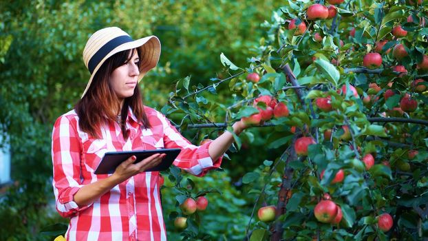 woman farmer or agronomist examines the harvest of apples, makes notes in the tablet. on farm, in garden. on sunny summer day. Agriculture and gardening concept. Healthy nutrition. High quality photo