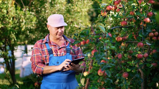 The male farmer or agronomist examines the harvest of apples, makes notes in the tablet. on farm, in garden. on sunny summer day. Agriculture and gardening concept. Healthy nutrition. High quality photo