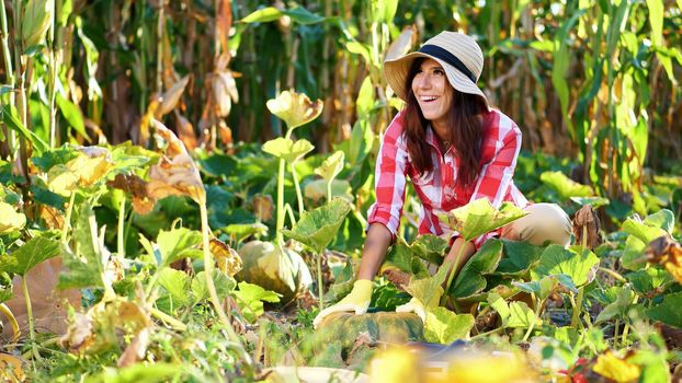 funny, smiling female farmer in plaid shirt, gloves and hat inspecting her vegetable garden, field, trying to pick up a big pumpkin, on sunny summer day. growing corn background. High quality photo