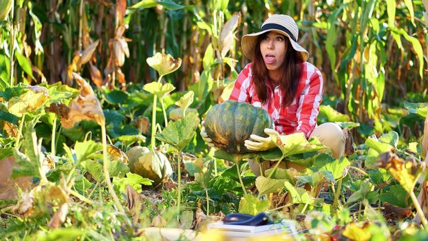 funny, smiling female farmer in plaid shirt, gloves and hat inspecting her vegetable garden, field, trying to pick up a big pumpkin, on sunny summer day. growing corn background. High quality photo