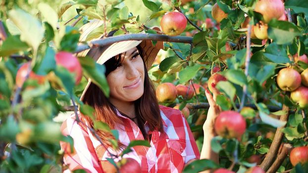 close-up, portrait of woman farmer or agronomist wearing a hat, picking apples on farm in orchard, on sunny autumn day. holding a wooden box with red apples, smiling. Agriculture and gardening concept. Healthy nutrition. High quality photo