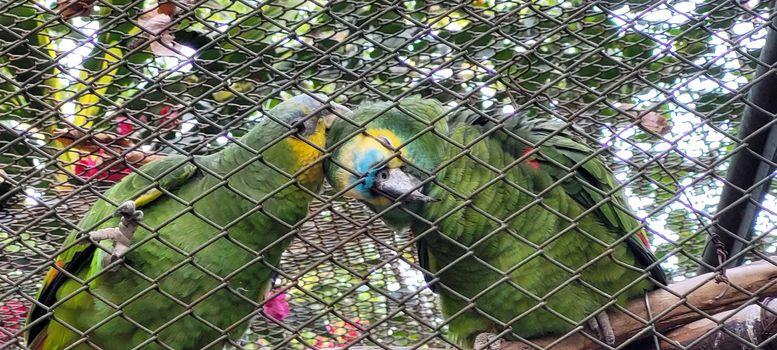 couple of parrots in cage together cuddling, in brazilian zoo
