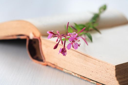 One pink wild flower on old open book