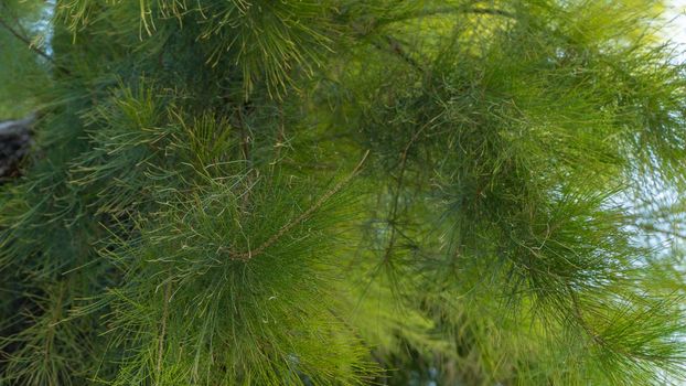 Coniferous tree - pine branches, plant background. High quality photo