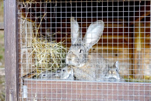 Cute rabbits on animal farm in rabbit-hutch. Bunny in cage on natural eco farm. Animal livestock and ecological farming