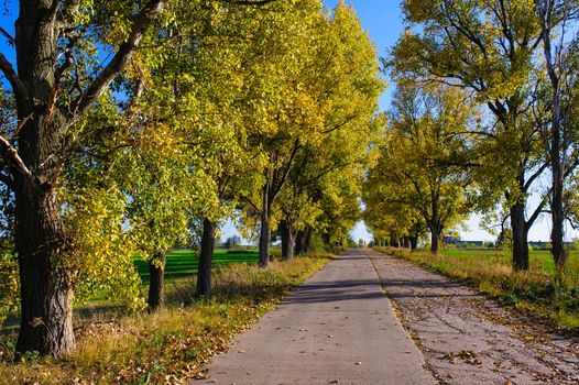 Rural road on an autumn day. Autumn road through a rural field landscape