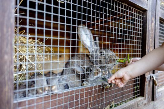 Cute rabbits on animal farm in rabbit-hutch. Bunny in cage on natural eco farm. Animal livestock and ecological farming. Child feeding a pet rabbit through the gap in the cage