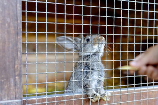 Cute rabbit on animal farm in rabbit-hutch. Bunny in cage on natural eco farm. Animal livestock and ecological farming. Child feeding a pet rabbit through the gap in the cage