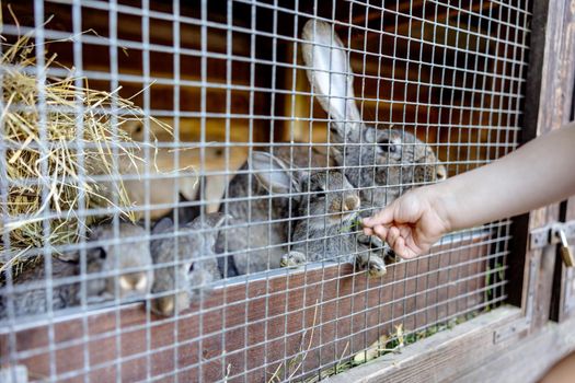 Cute rabbits on animal farm in rabbit-hutch. Bunny in cage on natural eco farm. Animal livestock and ecological farming. Child feeding a pet rabbit through the gap in the cage