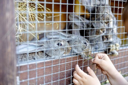 Cute rabbits on animal farm in rabbit-hutch. Bunny in cage on natural eco farm. Animal livestock and ecological farming. Child feeding a pet rabbit through the gap in the cage