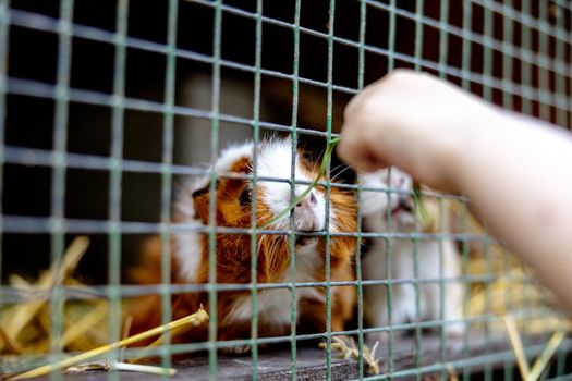 Cute guinea pigs on animal farm in hutch. Guinea pig in cage on natural eco farm. Animal livestock and ecological farming. Child feeding a pet through the gap in the cage