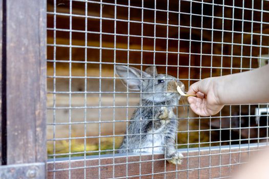 Cute rabbit on animal farm in rabbit-hutch. Bunny in cage on natural eco farm. Animal livestock and ecological farming. Child feeding a pet rabbit through the gap in the cage