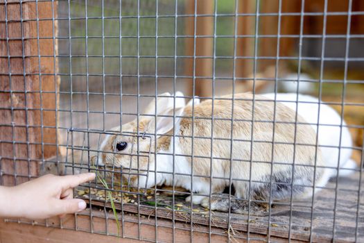 Cute rabbits on animal farm in rabbit-hutch. Bunny in cage on natural eco farm. Animal livestock and ecological farming. Child feeding a pet rabbit through the gap in the cage