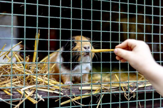 Cute guinea pigs on animal farm in hutch. Guinea pig in cage on natural eco farm. Animal livestock and ecological farming. Child feeding a pet through the gap in the cage