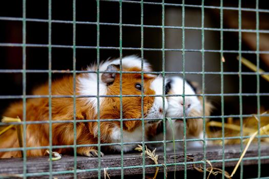 Cute guinea pigs on animal farm in hutch. Guinea pig in cage on natural eco farm. Animal livestock and ecological farming