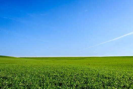 Green Field of wheat, blue sky and sun, white clouds. wonderland