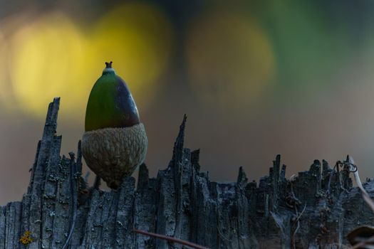 acorn on the trunk of a dry tree with moss and out-of-focus background