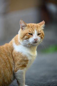 Adult red -haired white cat sits on the street, the animal looks into the camera