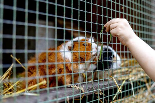 Cute guinea pigs on animal farm in hutch. Guinea pig in cage on natural eco farm. Animal livestock and ecological farming. Child feeding a pet through the gap in the cage