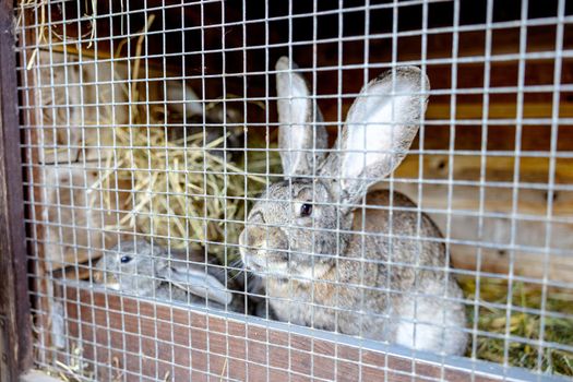 Cute rabbits on animal farm in rabbit-hutch. Bunny in cage on natural eco farm. Animal livestock and ecological farming