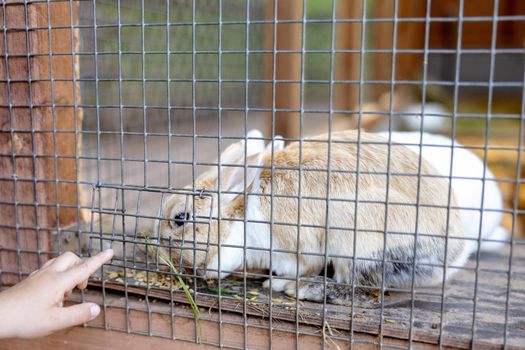 Cute rabbits on animal farm in rabbit-hutch. Bunny in cage on natural eco farm. Animal livestock and ecological farming. Child feeding a pet rabbit through the gap in the cage