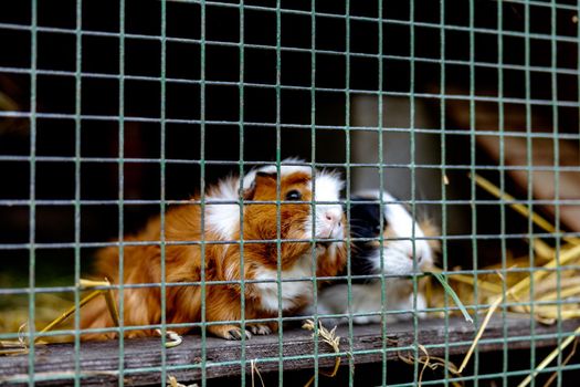 Cute guinea pigs on animal farm in hutch. Guinea pig in cage on natural eco farm. Animal livestock and ecological farming