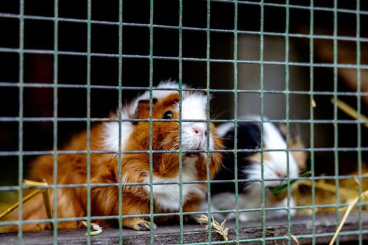 Cute guinea pigs on animal farm in hutch. Guinea pig in cage on natural eco farm. Animal livestock and ecological farming