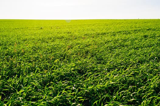 Green Field of wheat, blue sky and sun, white clouds. wonderland