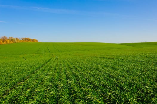 Green Field of wheat, blue sky and sun, white clouds. wonderland