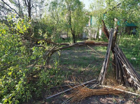 tree damaged by gale wind during hurricane