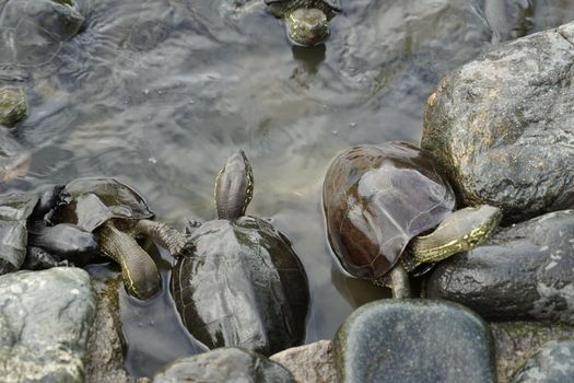 Many turtle of rocky place. Shooting Location: Kamakura City, Kanagawa Prefecture